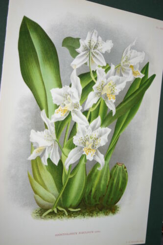 Lindenia Limited Edition Print: Odontoglossum Nebulosum Orchid (Yellow and White) Collectible  Decor Art (B3)